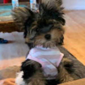 Meet your Posher, Crystal